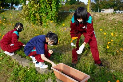 移植しています