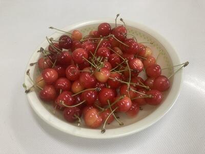 大富中のさくらんぼ