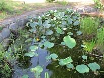 池の蓮