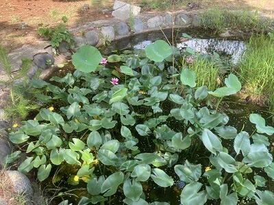 蓮の花