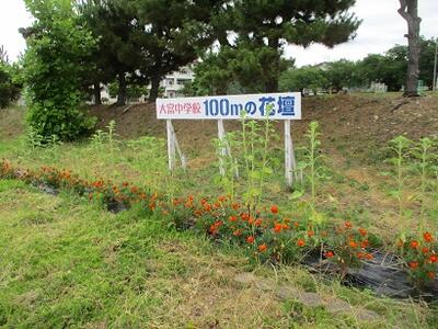 １００ｍ花壇