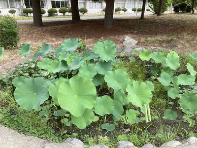 蓮の花